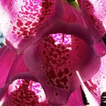 seizoenen-zomer seizoenen-zomer