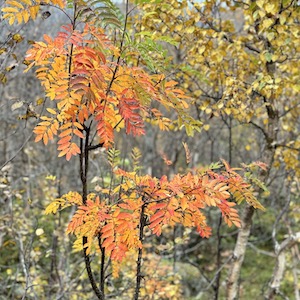 Ruimte maken voor de essentie